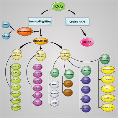 Potential Roles of Long Noncoding RNAs as Therapeutic Targets in Organ Transplantation